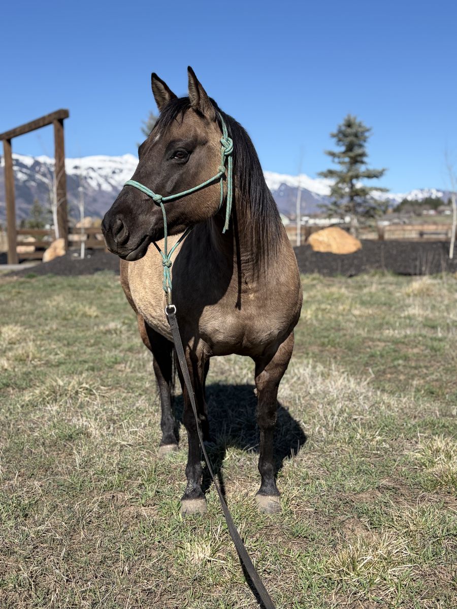 Papered 6yr Old Grulla Quarter Horse