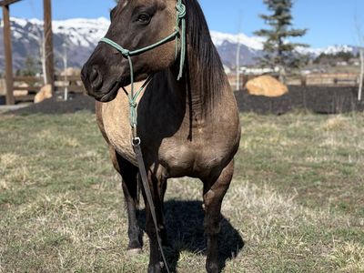 Papered 6yr Old Grulla Quarter Horse