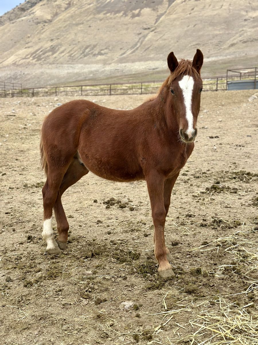 Cute Half Draft Gelding!
