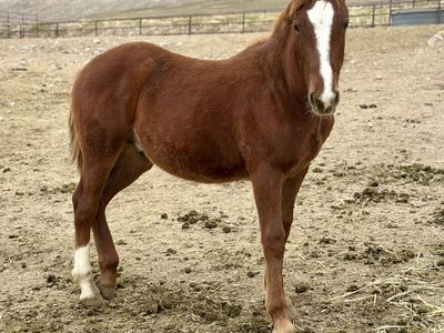 Cute Half Draft Gelding!