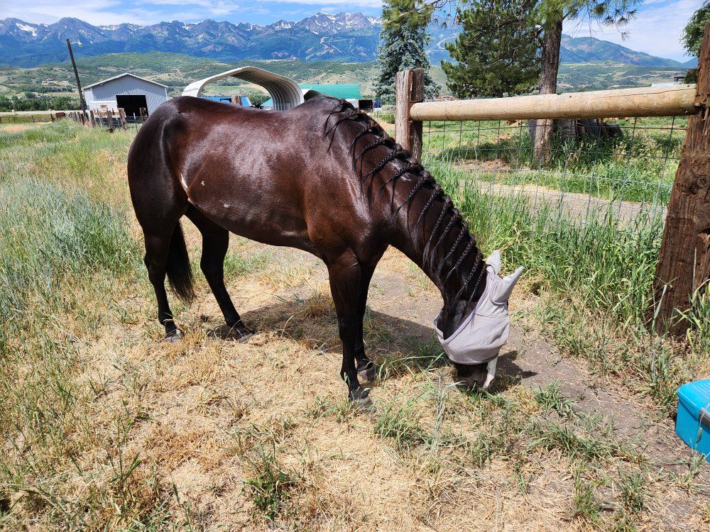 Beautiful Registered 7 yr Old American Paint Horse Mare