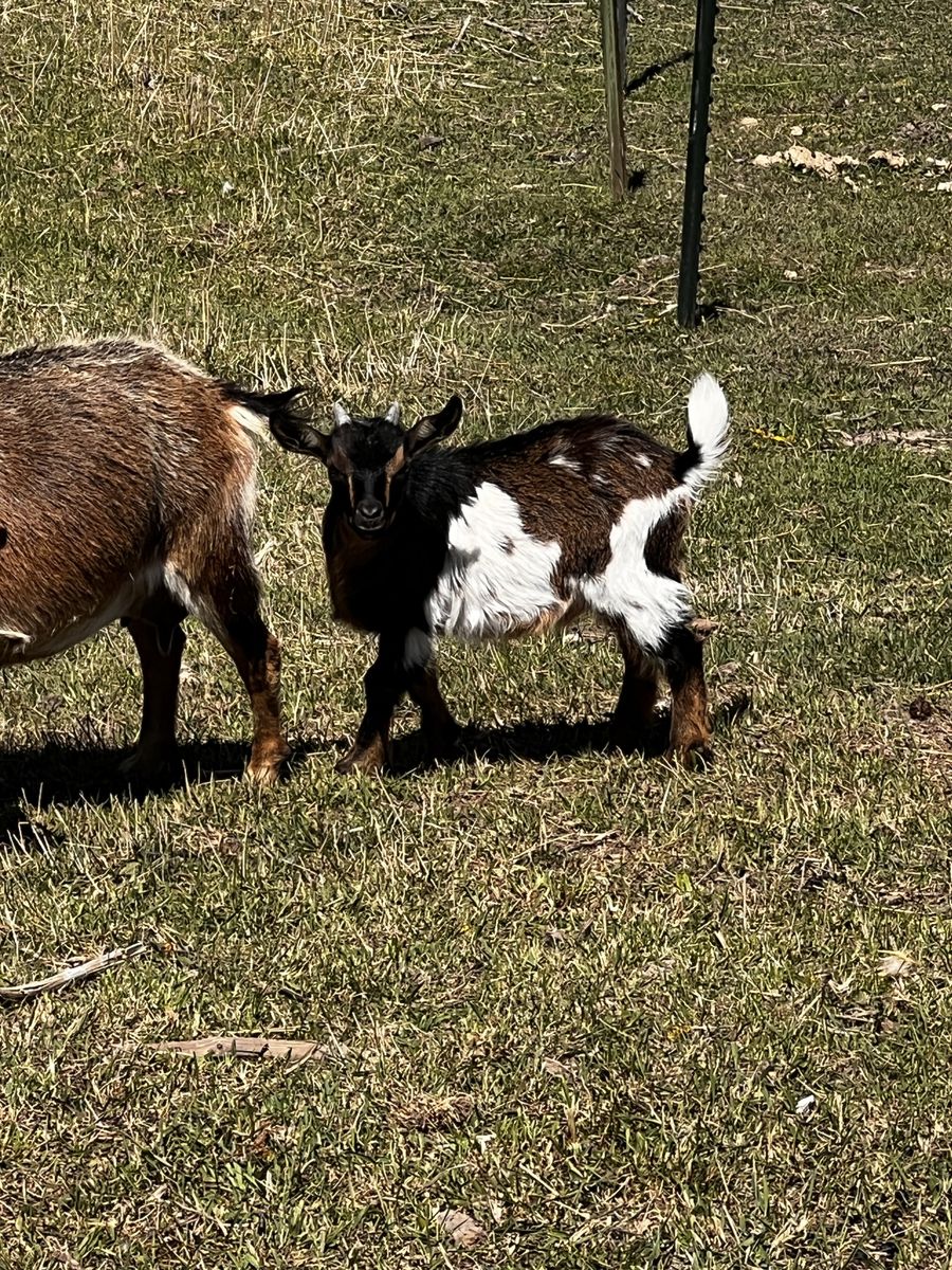 Nigerian dwarf kids