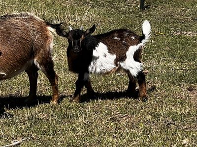 Nigerian dwarf kids