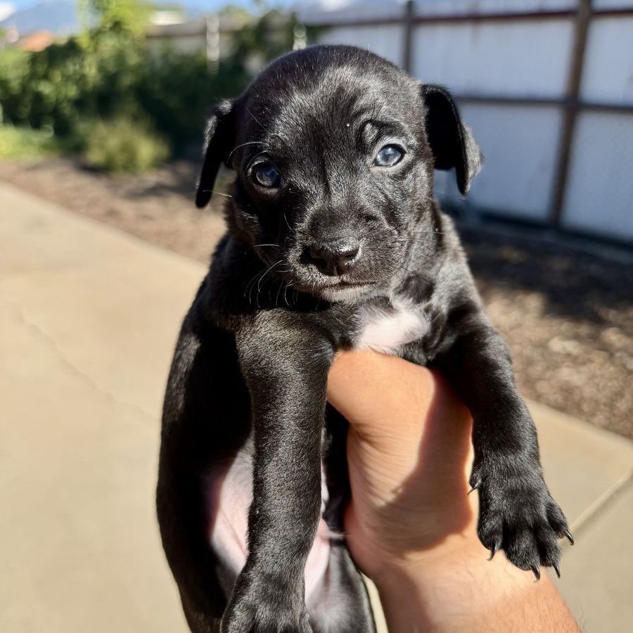 Last Chihuahua Puppy