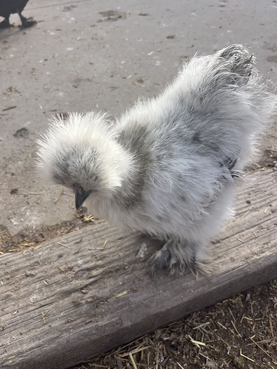 Show Silkie Roosters
