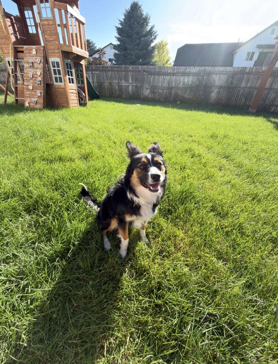 Mini Australian Shepherd 