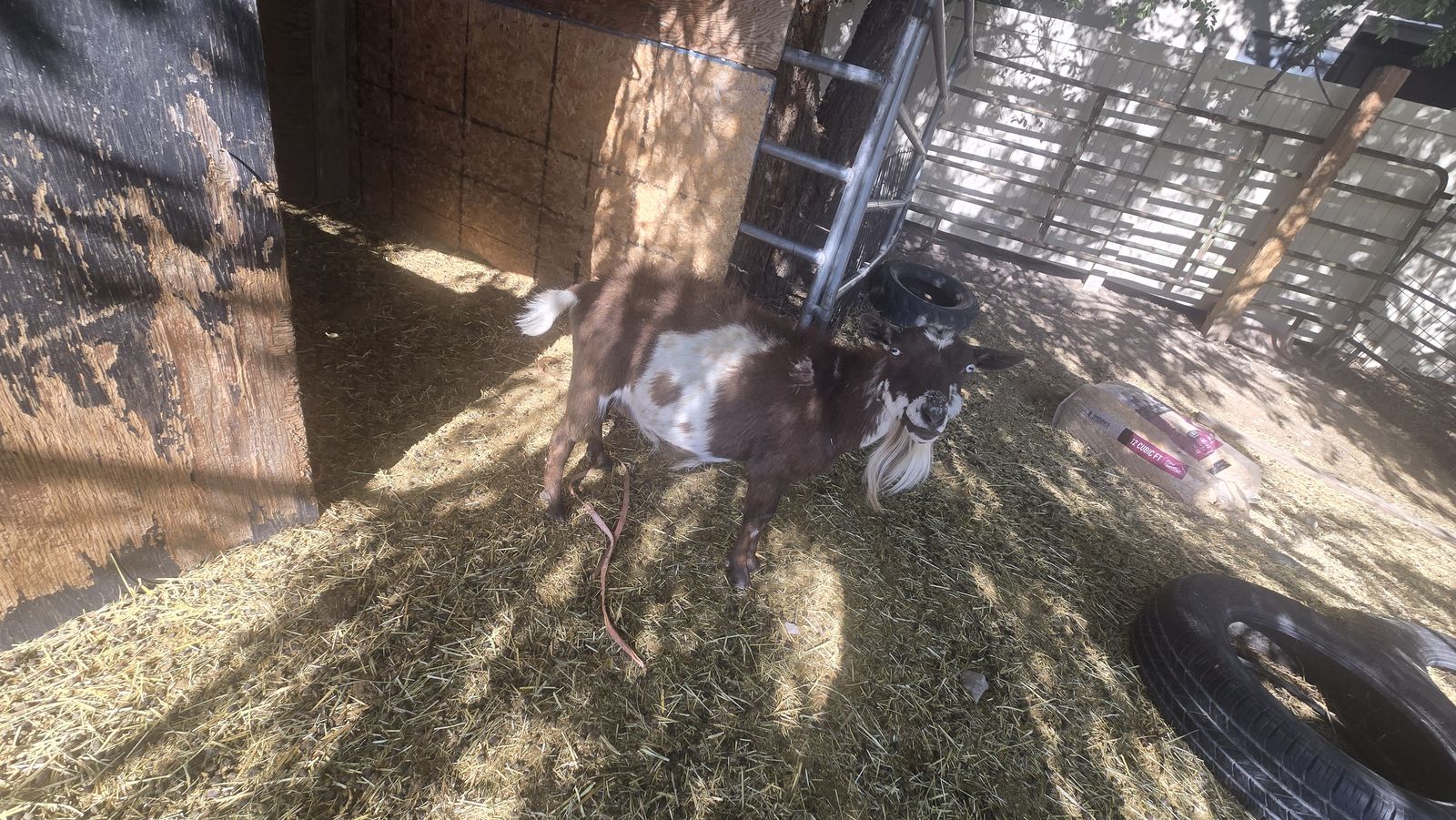 PYGMY NANNY GOAT