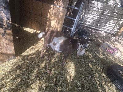 PYGMY NANNY GOAT