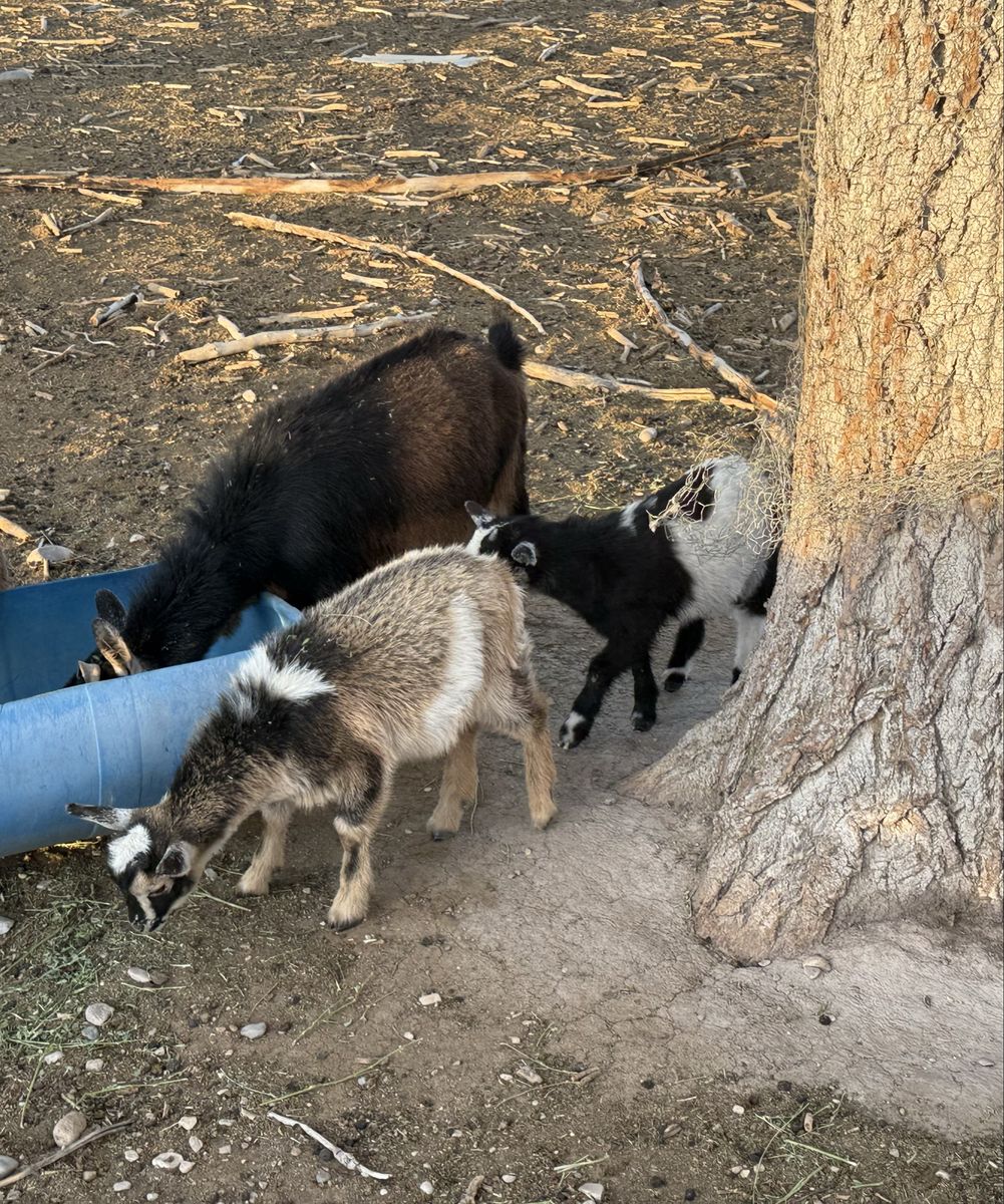 3 year old Pygmy doe with twins