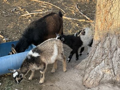 3 year old Pygmy doe with twins