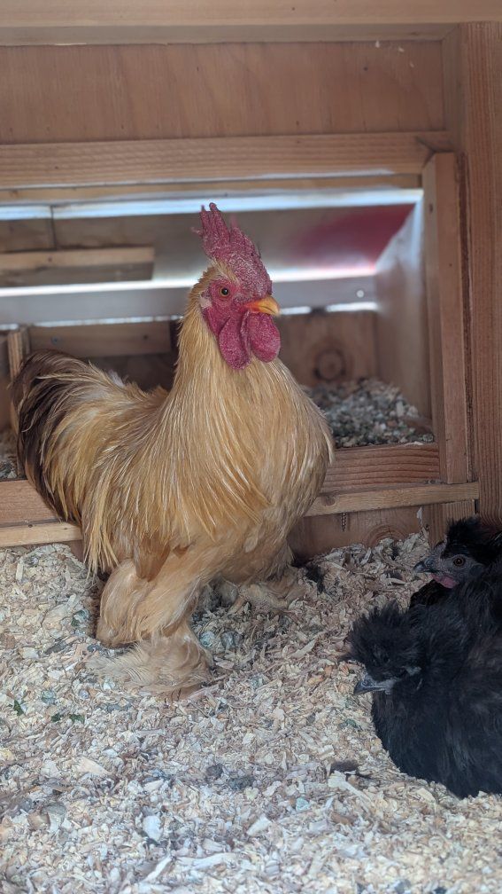 Cochin rooster- 6 months old