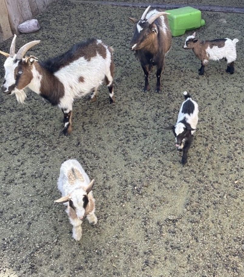 Baby Goats for Sale – Perfect Easter Gifts!