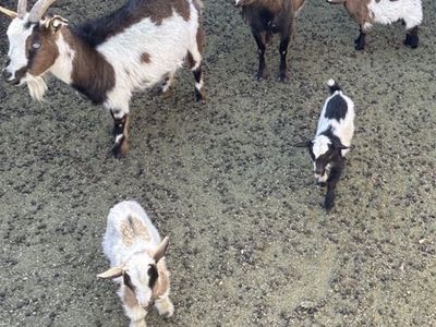 Baby Goats for Sale – Perfect Easter Gifts!