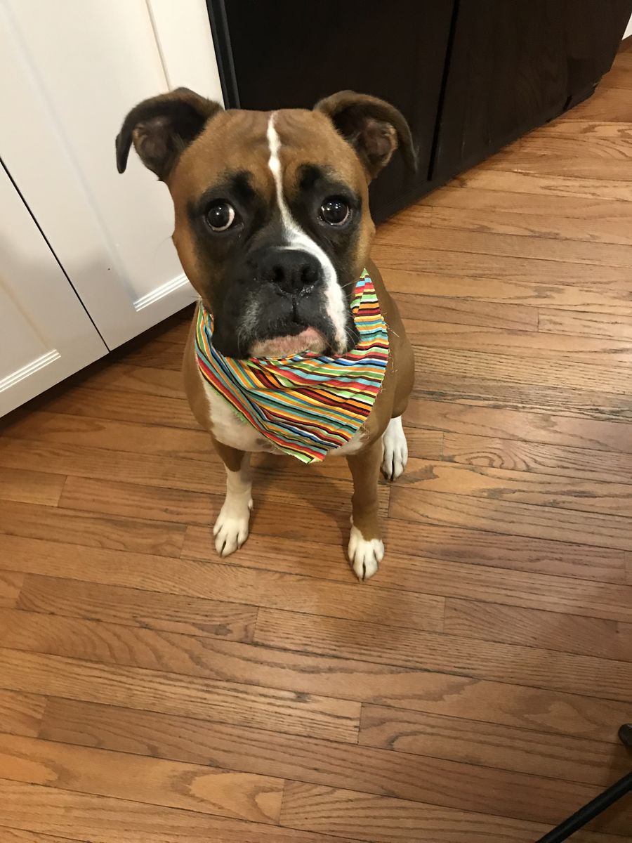 Boxer For Sale