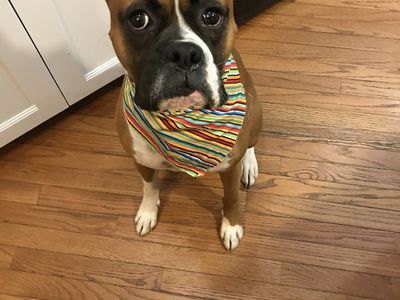 Boxer For Sale