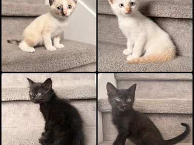 Vaccinated Kittens 8 Weeks Old