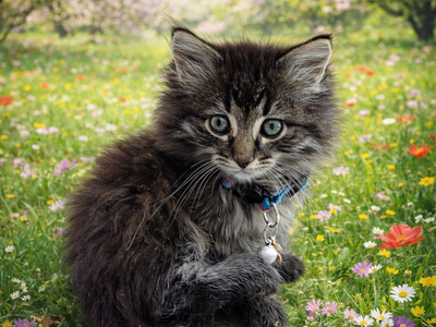 Blueberry -Domestic Long Hair Kitten - Available for Adoption