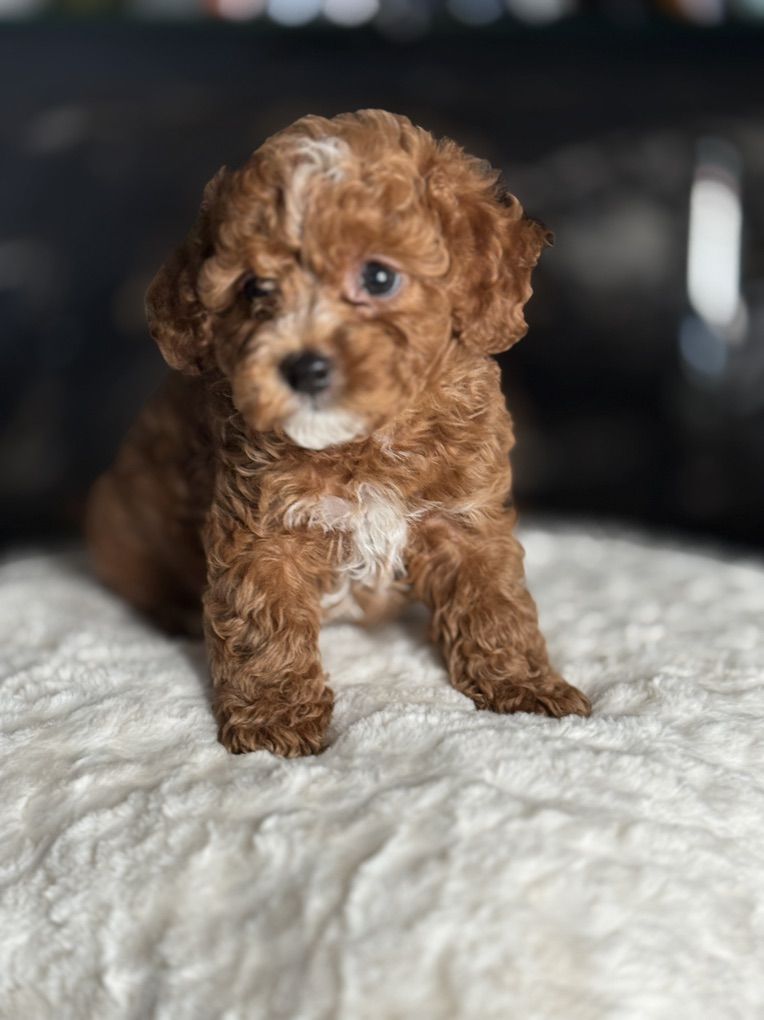 Cutest Cavapoo Puppies! All Boys