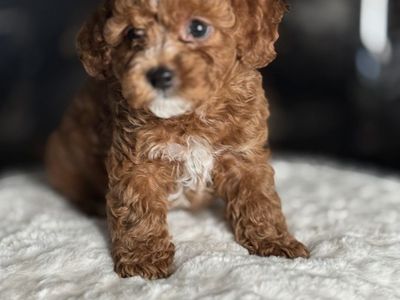 Cutest Cavapoo Puppies! All Boys