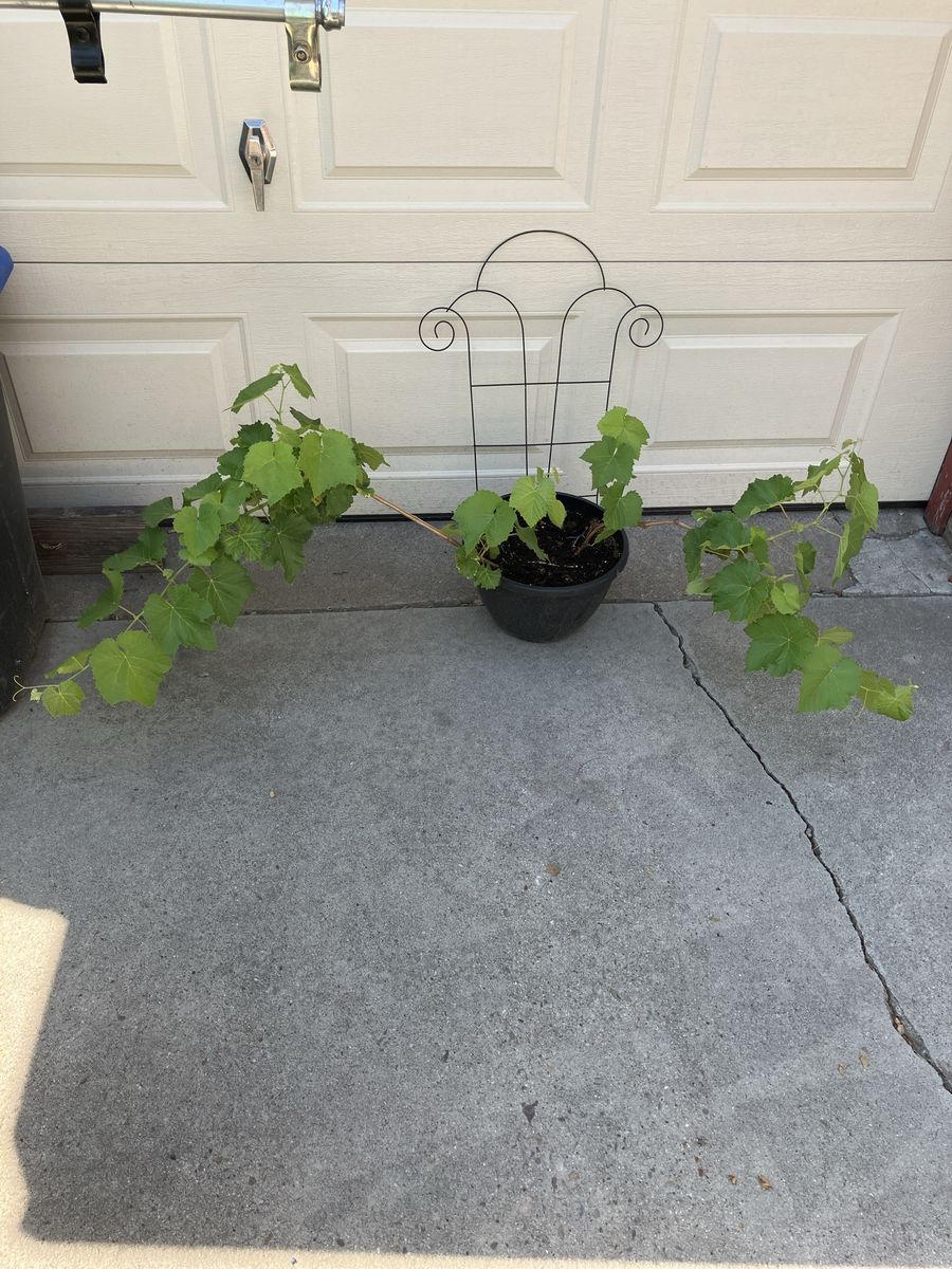 Pink seedless grape starts