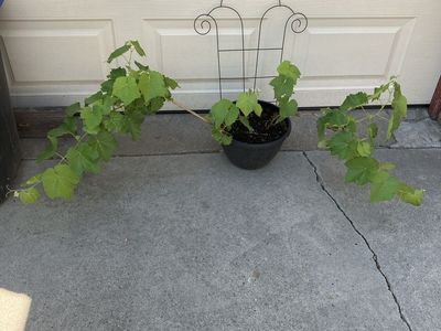 Pink seedless grape starts