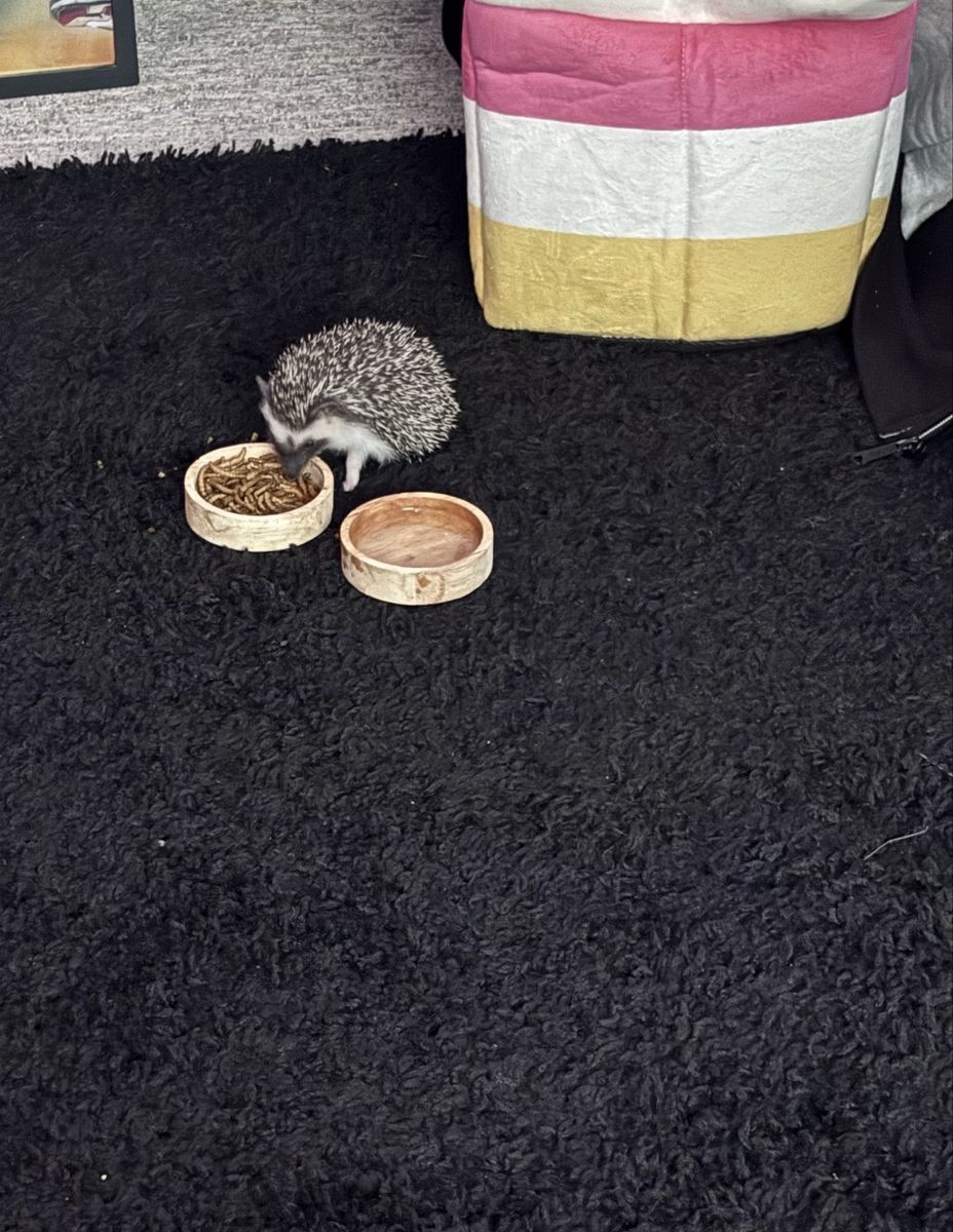 Baby Female HedgeHog!!