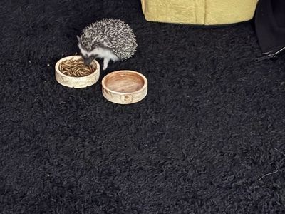 Baby Female HedgeHog!!