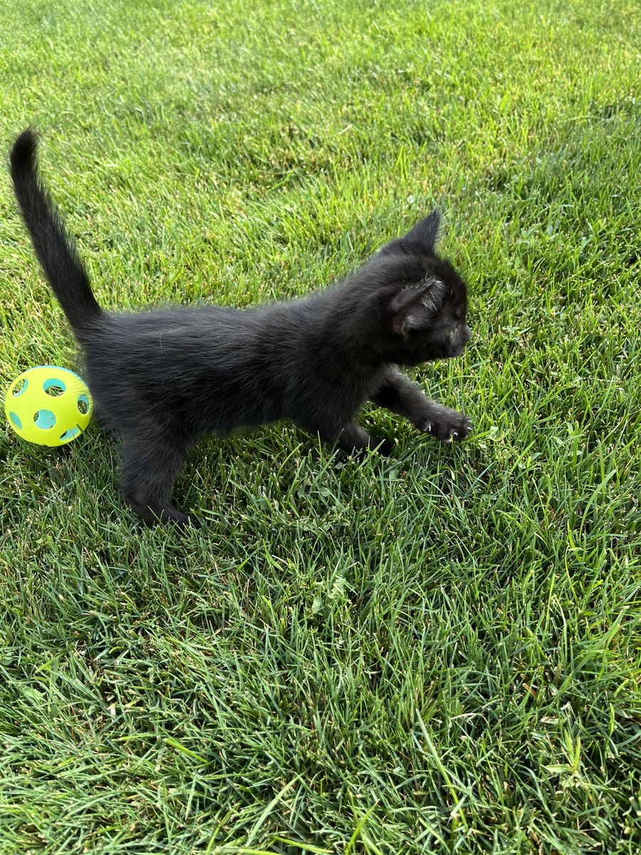 Kittens for sale