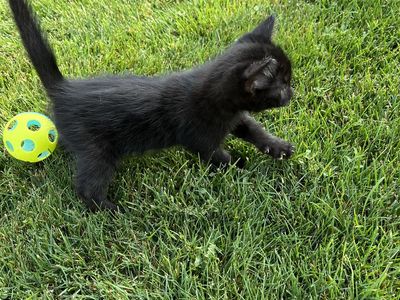Kittens for sale