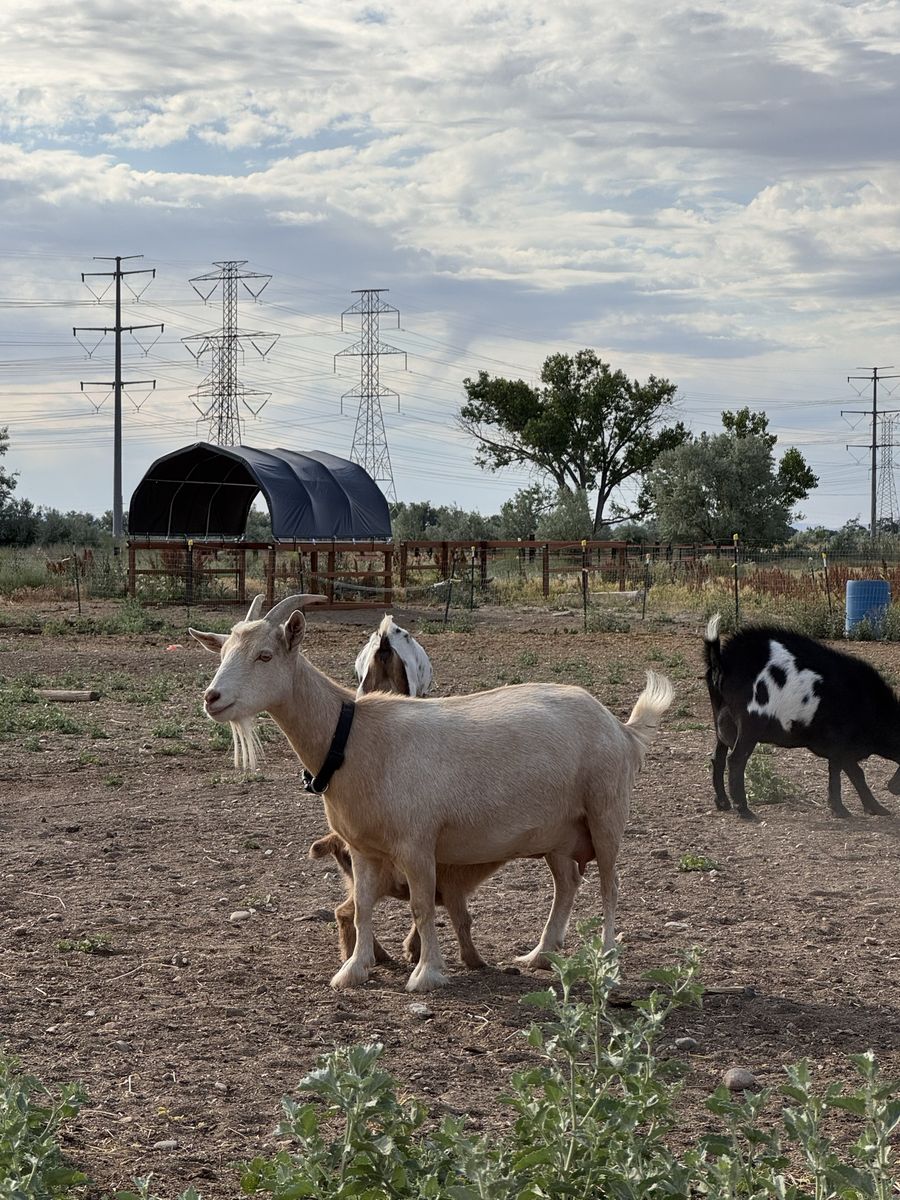 Nigerian Dwarf Doe in Milk