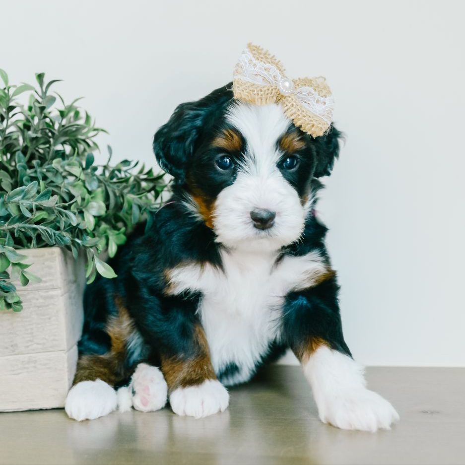 Mini Bernedoodle Puppies