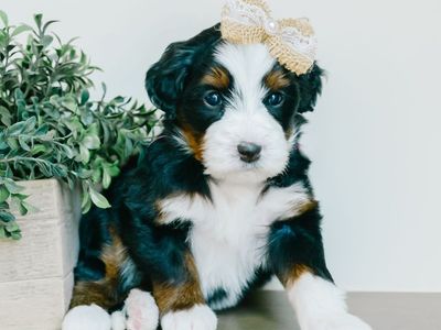 Mini Bernedoodle Puppies