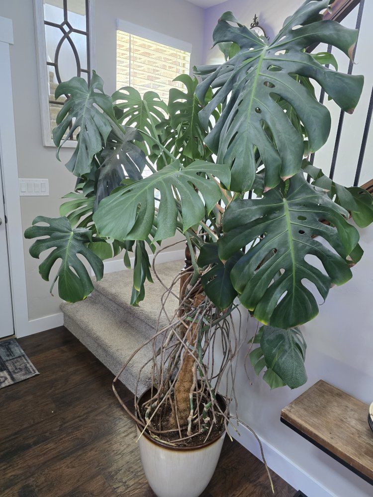 large monstera plant