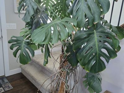 large monstera plant