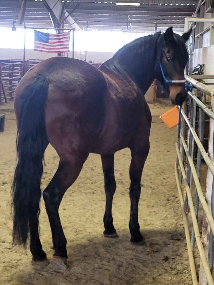 Warlander Friesian/Andalusian