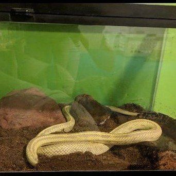Albino Striped Kingsnake