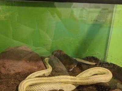 Albino Striped Kingsnake