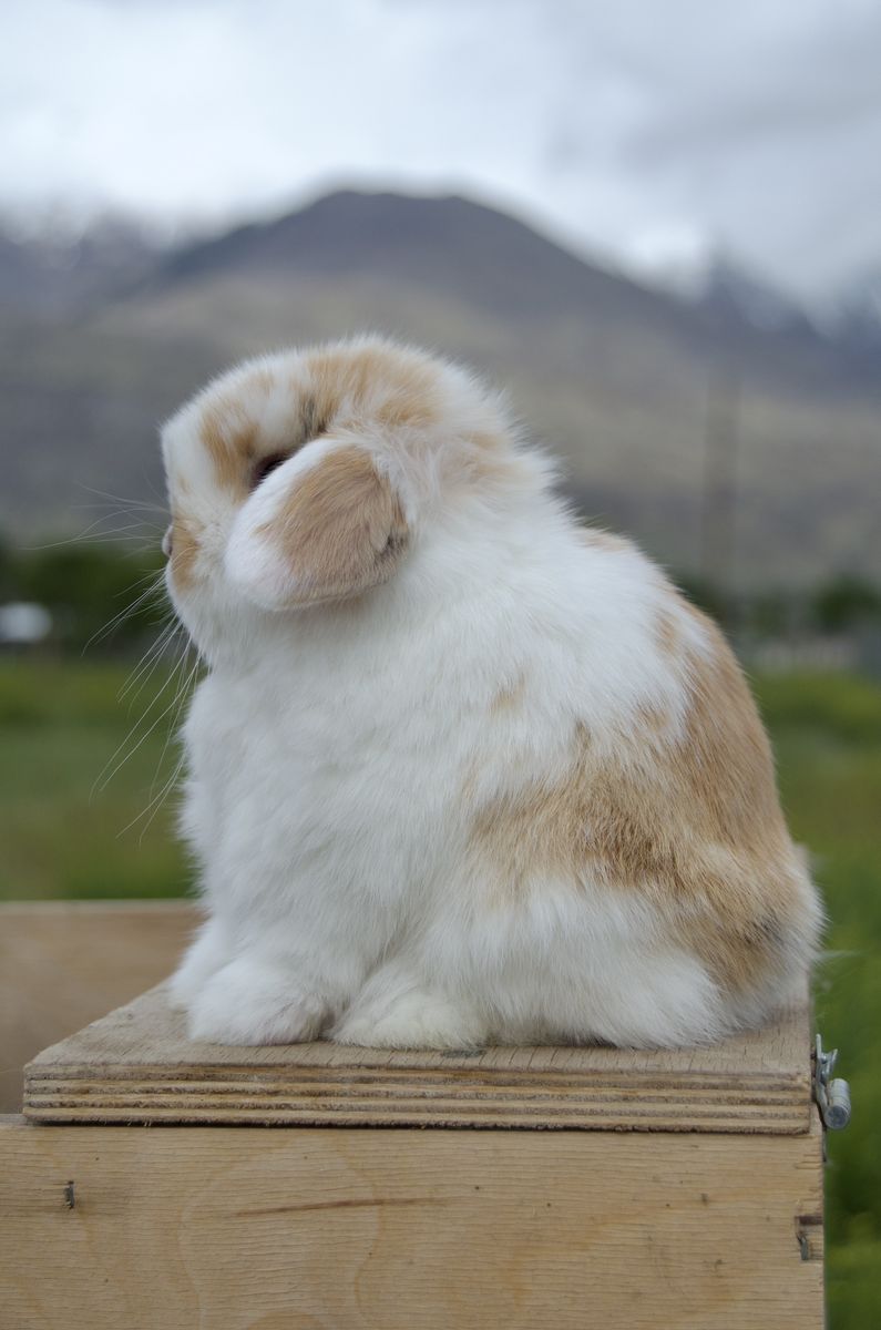 Beautiful Tricolor Holland Lop Baby Doe