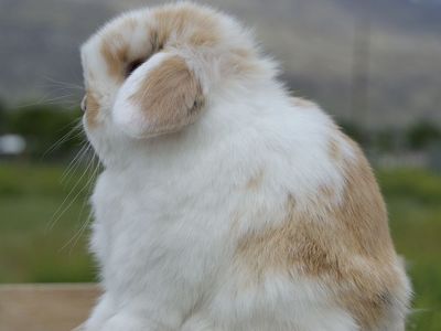 Beautiful Tricolor Holland Lop Baby Doe