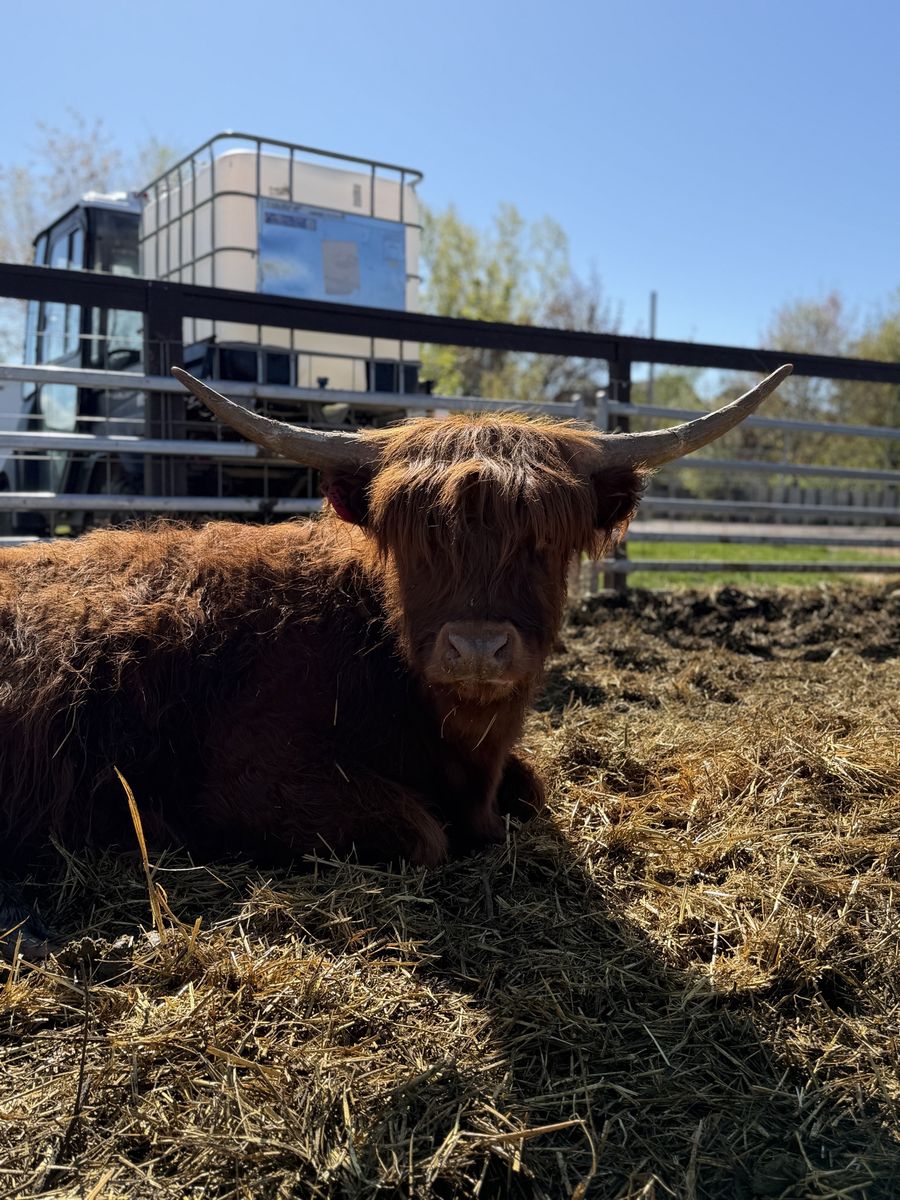 3 Year Friendly Mini Highland Heifer