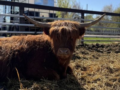 3 Year Friendly Mini Highland Heifer