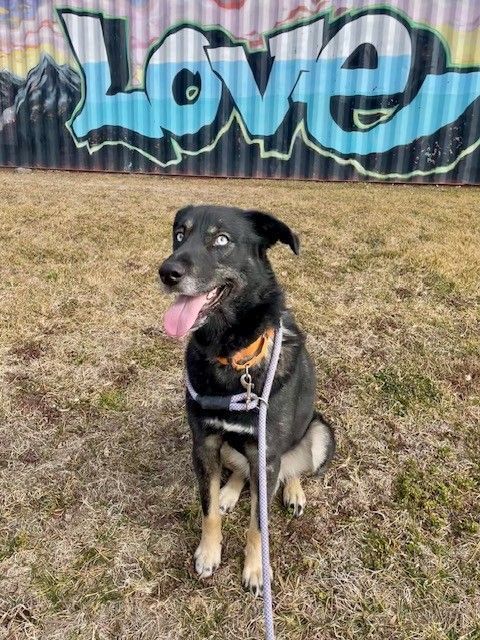 A158967 Yuki is Available for Adoption!