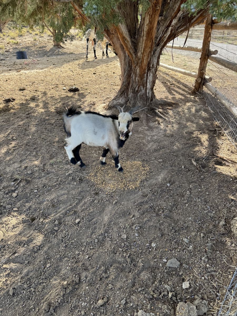 Nigerian dwarf goat male