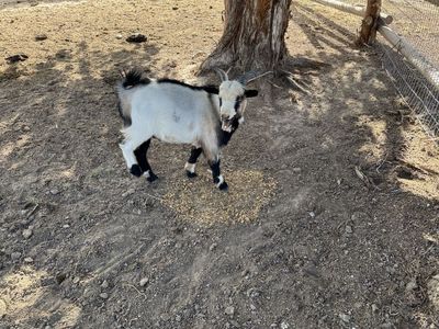 Nigerian dwarf goat male