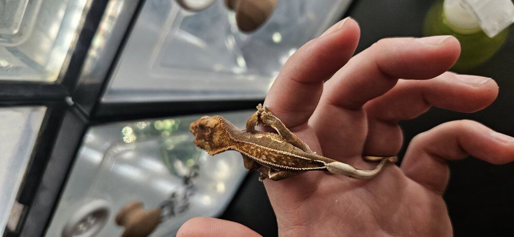 Pinstripe Crested Gecko