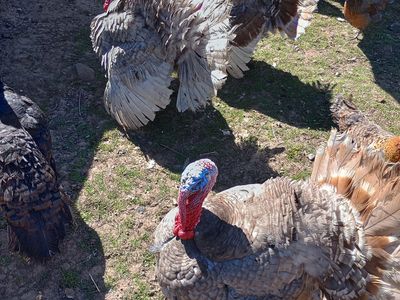Turkeys