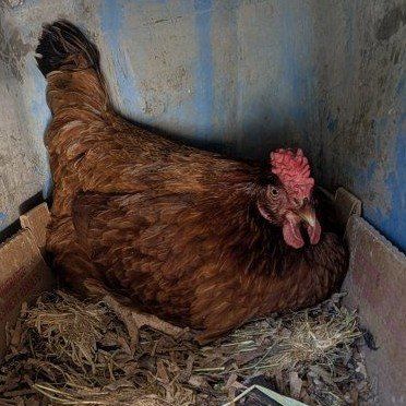 Pink layer chickens