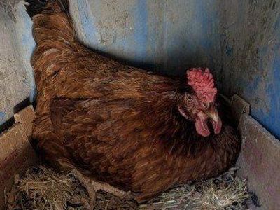 Pink layer chickens