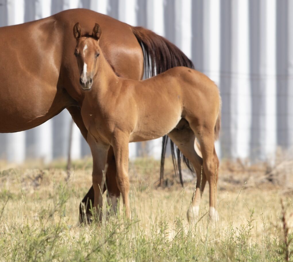 Royal Bred. Black Type. Ruby Buckle Colt!