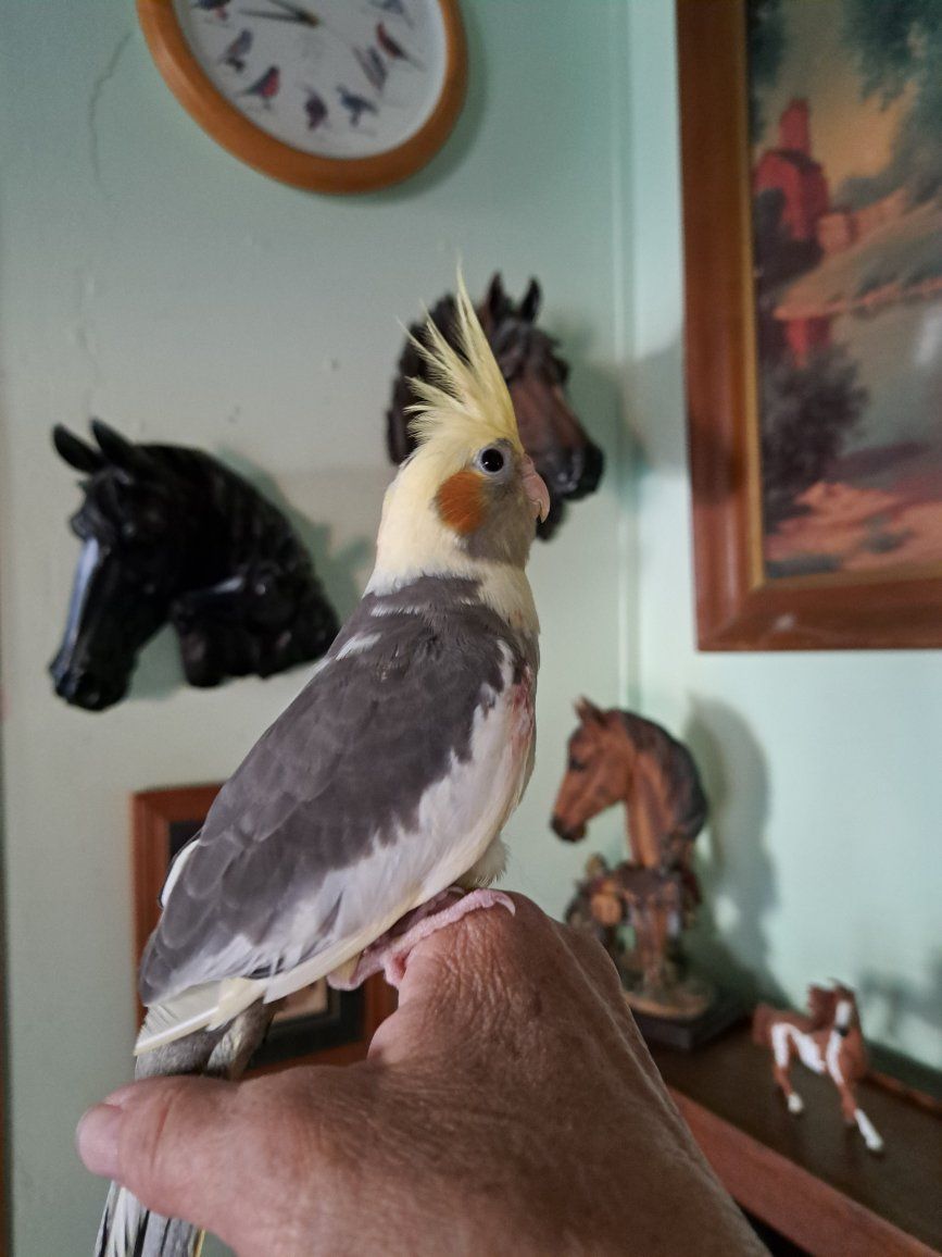 Young cockatiels 